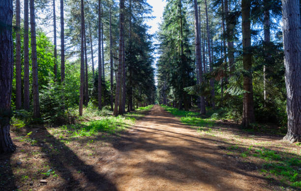 istock Sunlight And The English Woodland 1124418192
