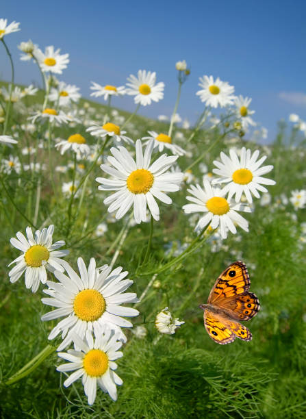 mageritenfels con farfalla in estate - spring flower meadow daisy foto e immagini stock