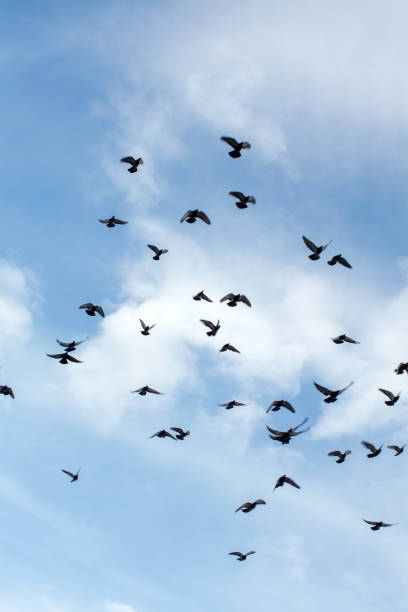 una bandada de palomas - sibiria fotografías e imágenes de stock