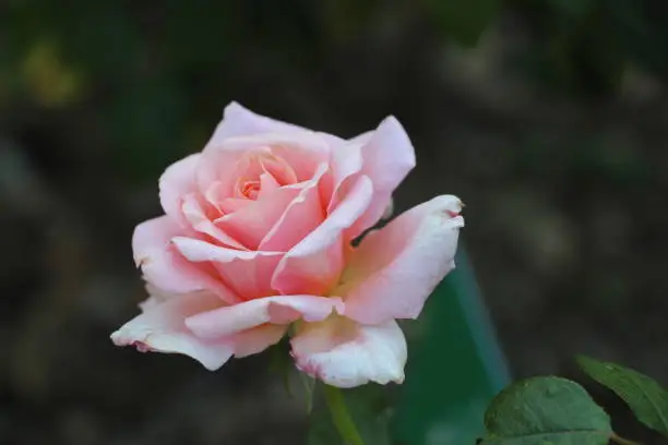 single pink rose flower in october garden