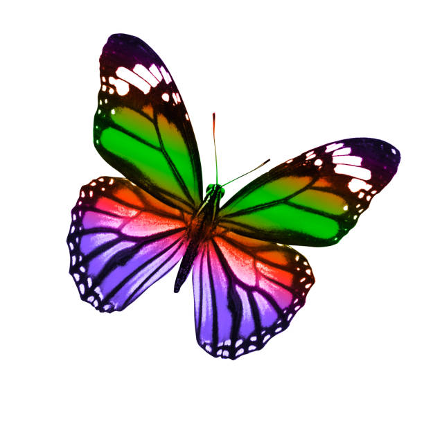 istock tropical colorful butterfly isolated on white background 1124424583