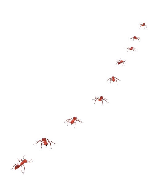Harvester ants walk in a line to their ant hill, transporting food, concept teamwork and discipline, isolated on white background,3d render