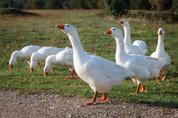 istock White gooses grazing on the meadow at evening 1124429303