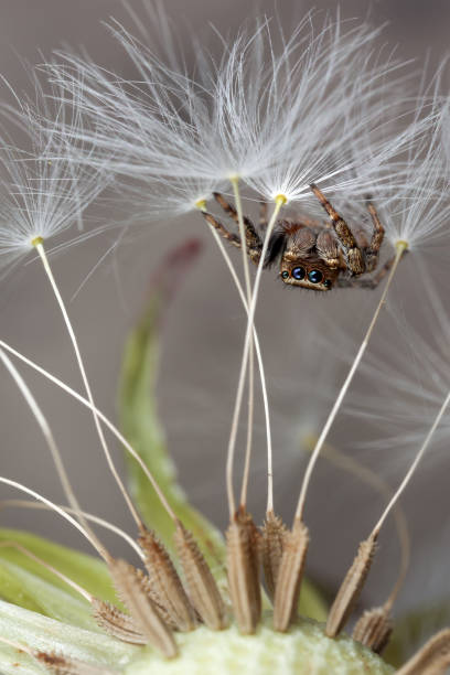 istock The spider walks on the white dandelion 1124429455