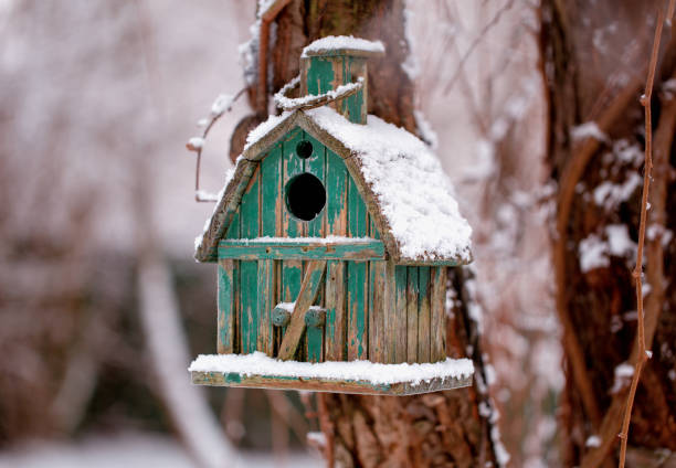 istock wooden birdhouse 1124431582