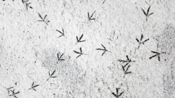 bird trail on pure white snow. trail of crows in the snow. - bird footprint imagens e fotografias de stock