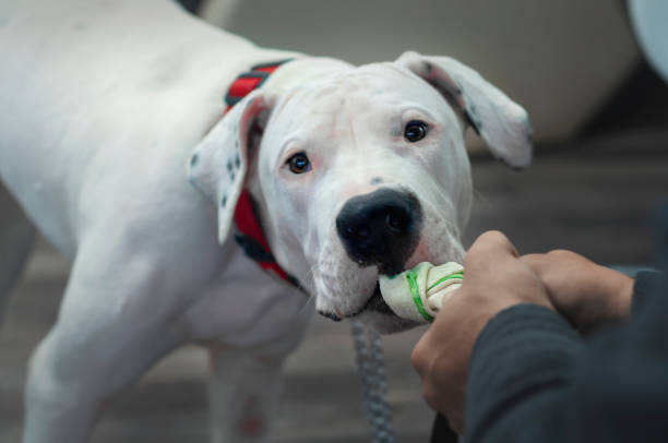 White Dogo Argentino playing with rubber toy. Dog playing with its owner, pulling a toy. dogo argentino stock pictures, royalty-free photos & images