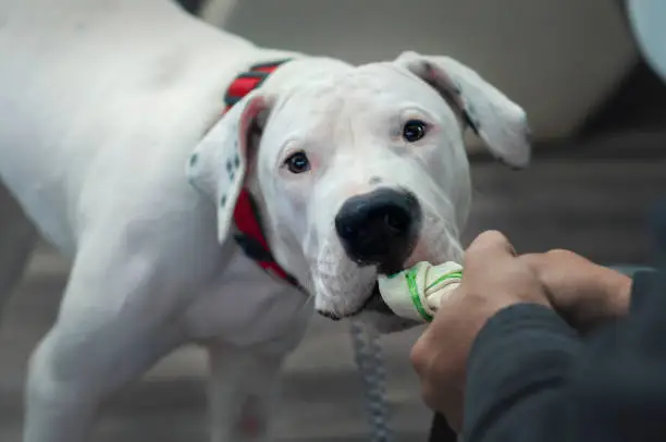 Photo of White Dogo Argentino playing with rubber toy.