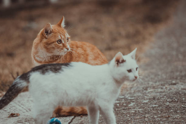 istock White and yellow cats playing with blue ball on the grass 1124431998