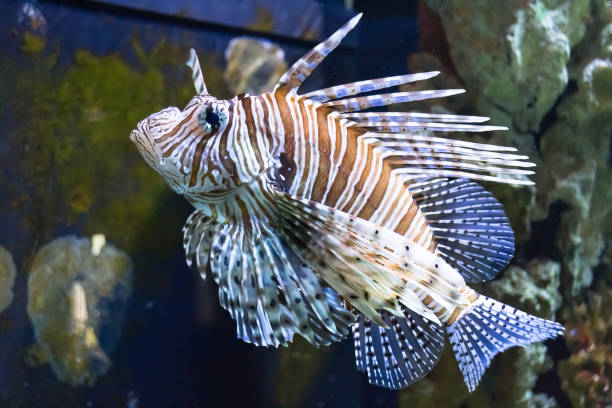 istock Red lionfish (pterrois volitans) danger fish in aquarium 1124433288