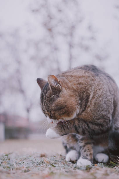 istock A big colorful cat licking and sitting on the grass. 1124433552