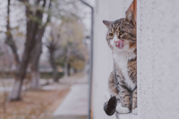 istock Big lonely cat sits on window dash outside. 1124433637