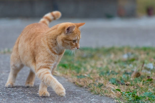 istock Yellow cat walking throw the yard next to grass. 1124433788
