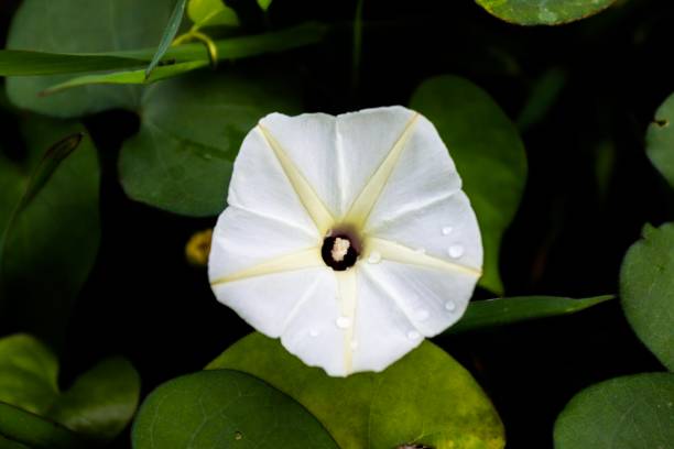 istock Beautiful white flower in the garden 1124434468
