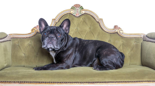 istock french bulldog lying in a green sofa . 1124436866