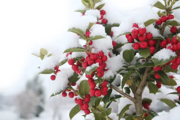 Photo of Holly bush with red berries covered by snow . Ilex cornuta
