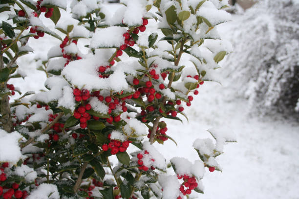 istock Holly bush with red berries covered by snow. Ilex cornuta 1124439324
