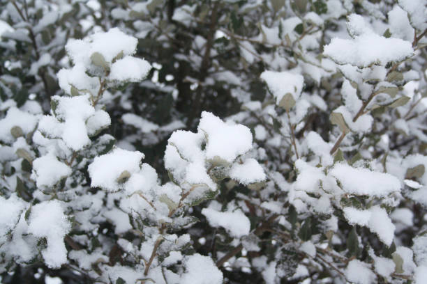 istock Laurel branch covered by snow. Laurus nobilis. 1124439805