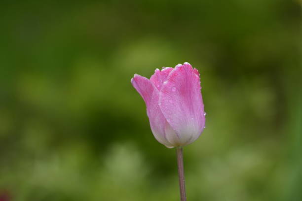 istock Tulips capture after rain. Drops on the tulip 1124441101