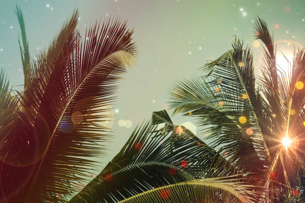 istock Coconut palm tree under blue sky. Vintage background. Retro toned poster. 1124441470