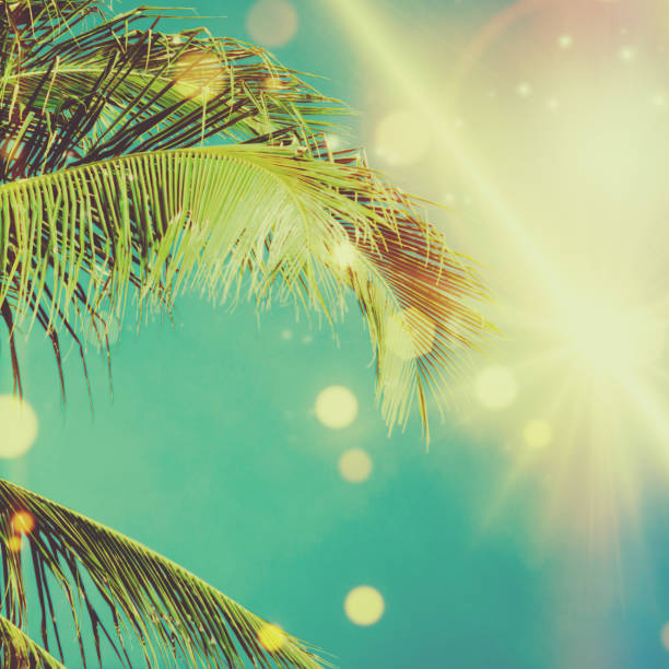 istock Coconut palm tree under blue sky. Vintage background. Retro toned poster. 1124441626