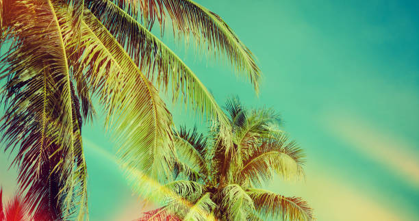 istock Coconut palm tree under blue sky. Vintage background. Retro toned poster. 1124442033