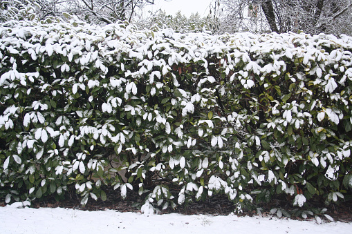 Cherry laurel hedge covered by snow in the garden in winter. Prunus laurocerasus .