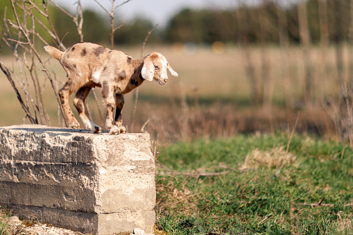 Brown spotted nice little goatling standing on a concrete block,  and ready to jump
