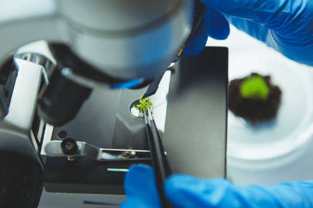 istock Scientist using microscope for analysis of plant in laboratory room 1124442469