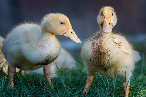 Two dirty little ducklings pose to camera
