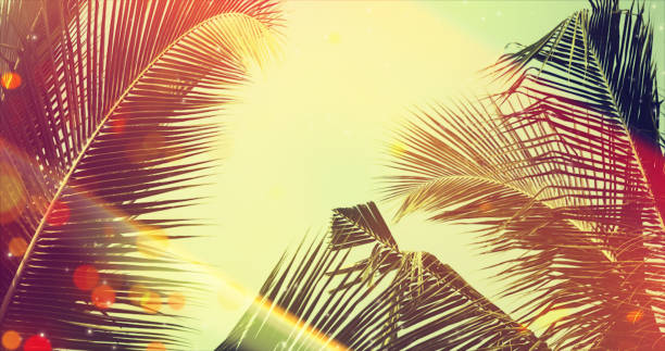 istock Coconut palm tree under blue sky. Vintage background with bokeh and flares. 1124443232