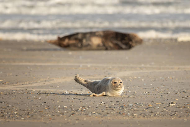 istock A grey seal lies on the beach on Helgoland 1124447661