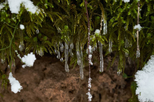 Melting snow in the forest on a slope.The icicles hanging on the slope in the forest.