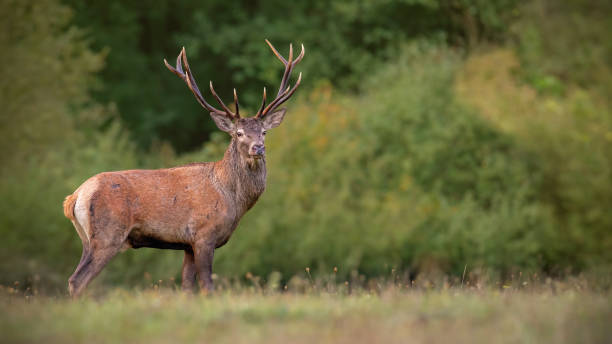 istock Dominant red deer stag in autumn scenery 1124451478