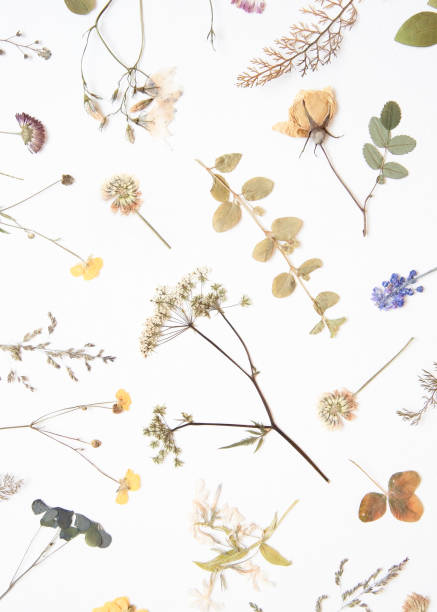 istock Various dried flowers and herbs on white. Flat lay. Romantic background. 1124453843