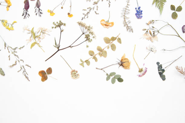 istock Various dried flowers and herbs on white. Flat lay. Romantic background. 1124453852