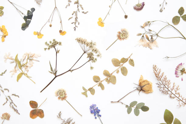 istock Various dried flowers and herbs on white. Flat lay. Romantic background. 1124453861