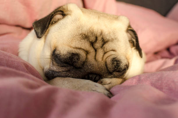 istock small cute dog breed pug sleeping in master's bed 1124454588