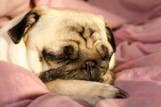 istock small cute dog breed pug sleeping in master's bed 1124454620