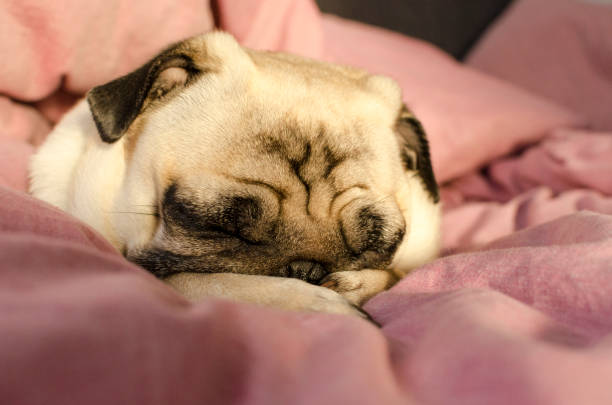 istock small cute dog breed pug sleeping in master's bed 1124454629