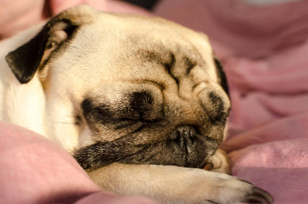 istock small cute dog breed pug sleeping in master's bed 1124454631