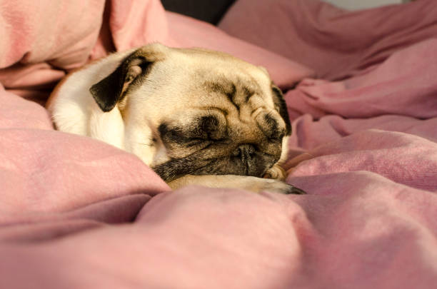 istock small cute dog breed pug sleeping in master's bed 1124454640