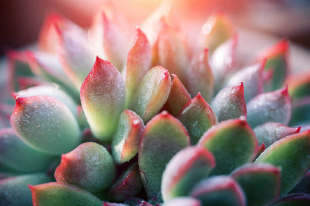 Close up of succulent plant backgruond