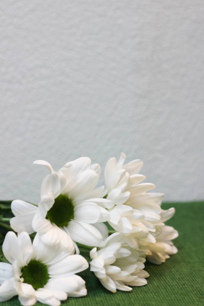 istock Chrysanthemum flowers lie on a green and white background 1124457356