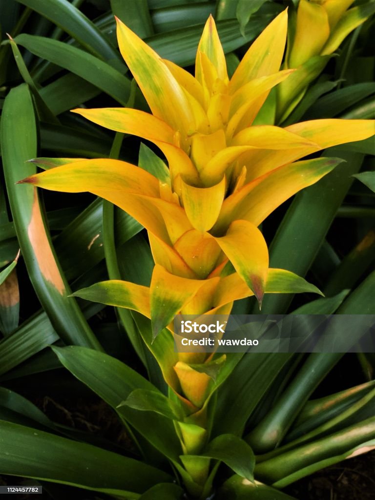Foto de Bromélia Amarela Plantas Flor Flores Espetaculares Brilhante Em Sua  Casa e mais fotos de stock de Abacaxi - iStock