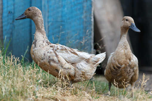 Beautiful brown ducks standing on the grass near blue board wall background