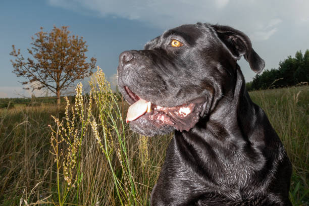 istock Cane corso dog shot in meadow with wide angle lens 1124458016