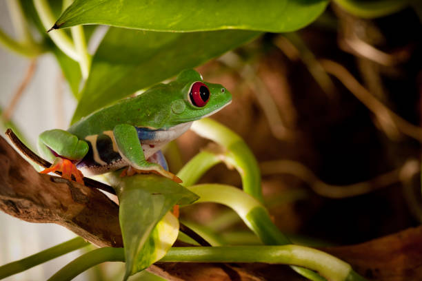 istock Red-eyed frog in the terrarium 1124458149
