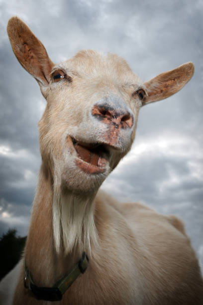 Laughing goat in the sky background stock photo