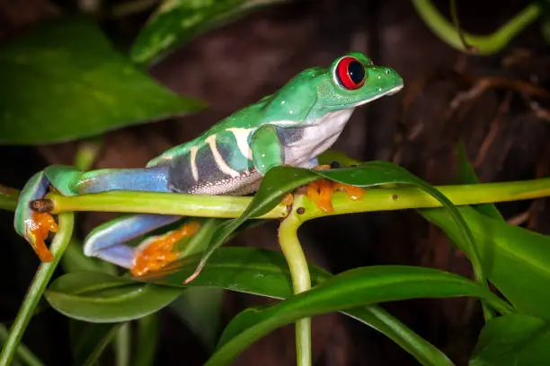 The red eyed tree frog looking to the distance